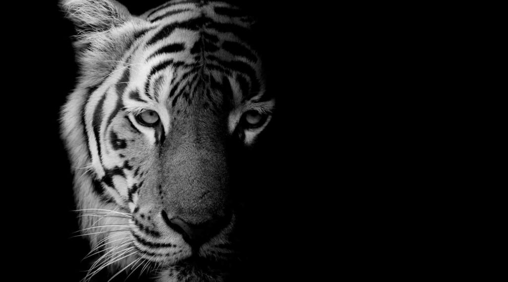 Tiger King - Jeff Lowe - Animal Abuse